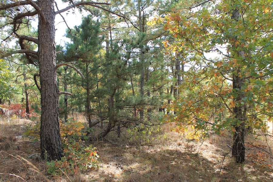 Indian Ridge – Phase III Tract 93 photo 3