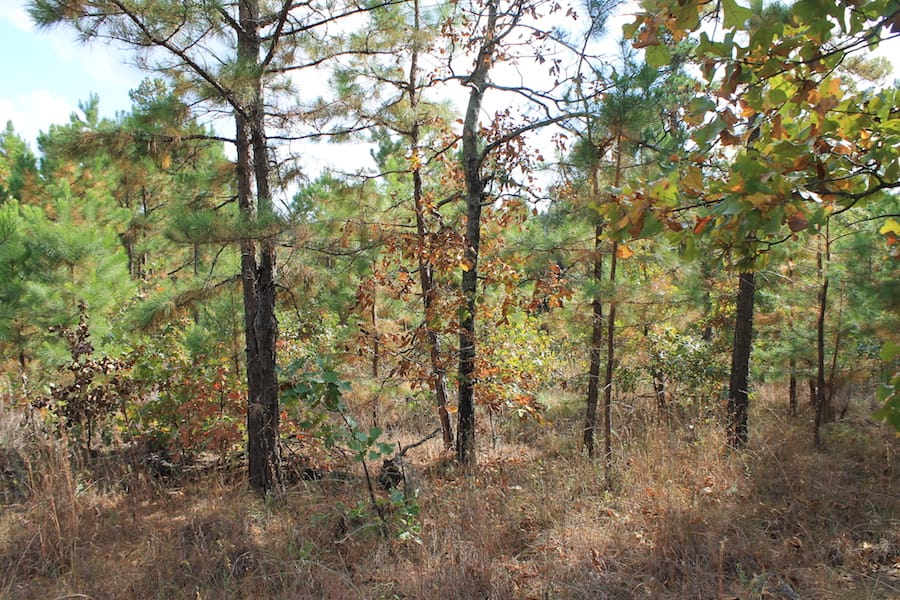 Indian Ridge – Phase III Tract 93 photo 11