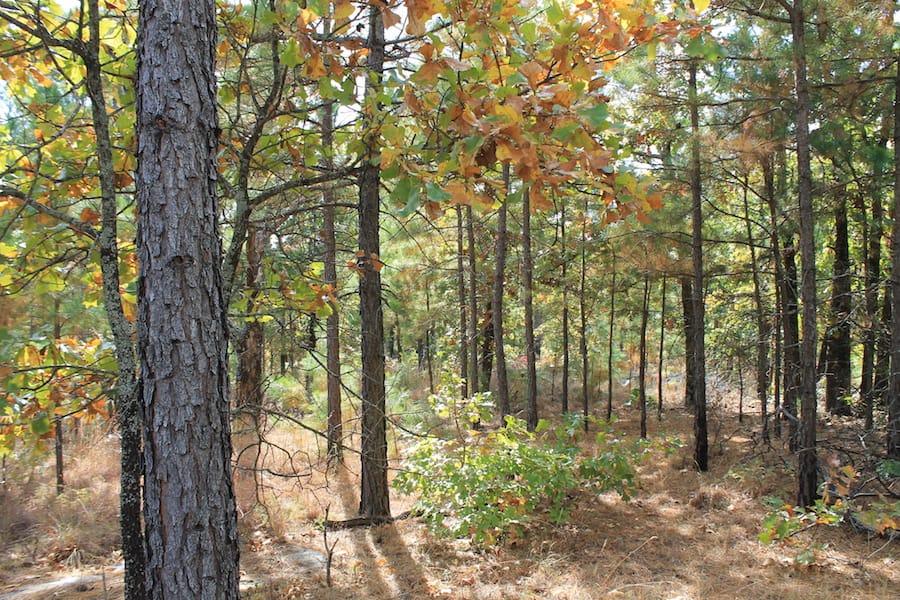 Indian Ridge – Phase III Tract 93 photo 13