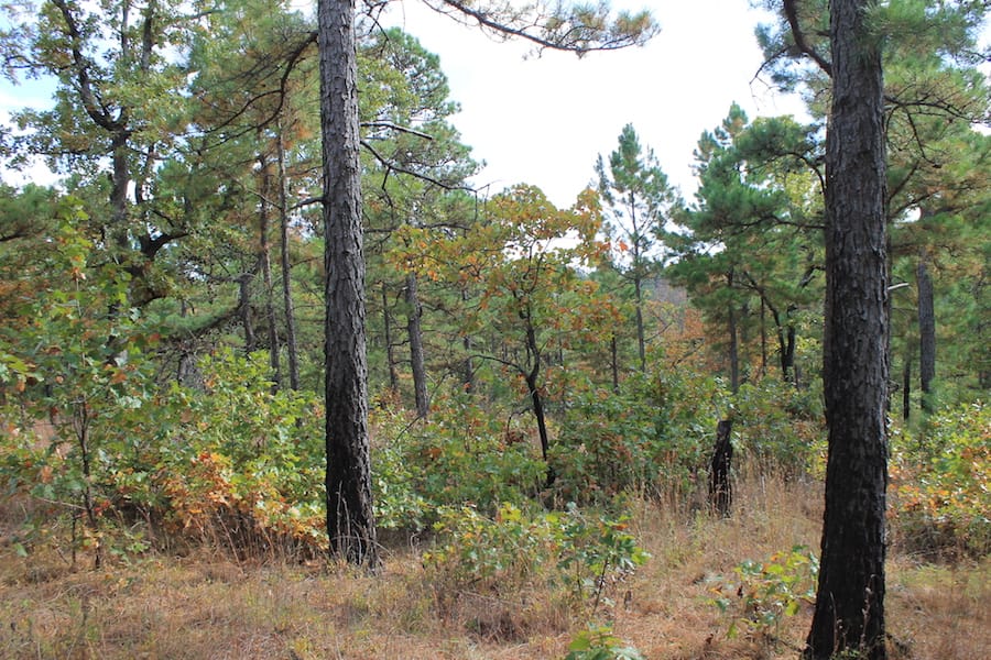Indian Ridge – Phase III Tract 93 photo 14