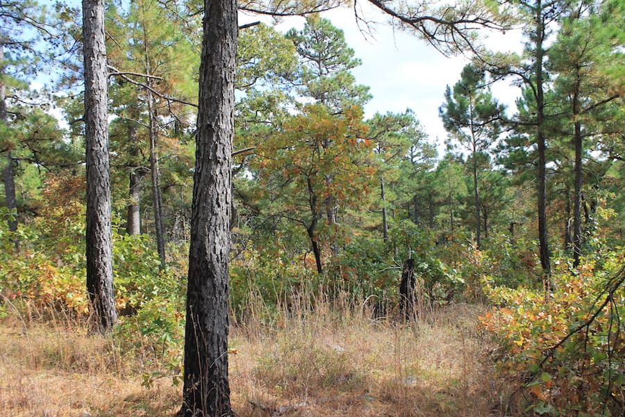 Indian Ridge – Phase III Tract 93 photo 17