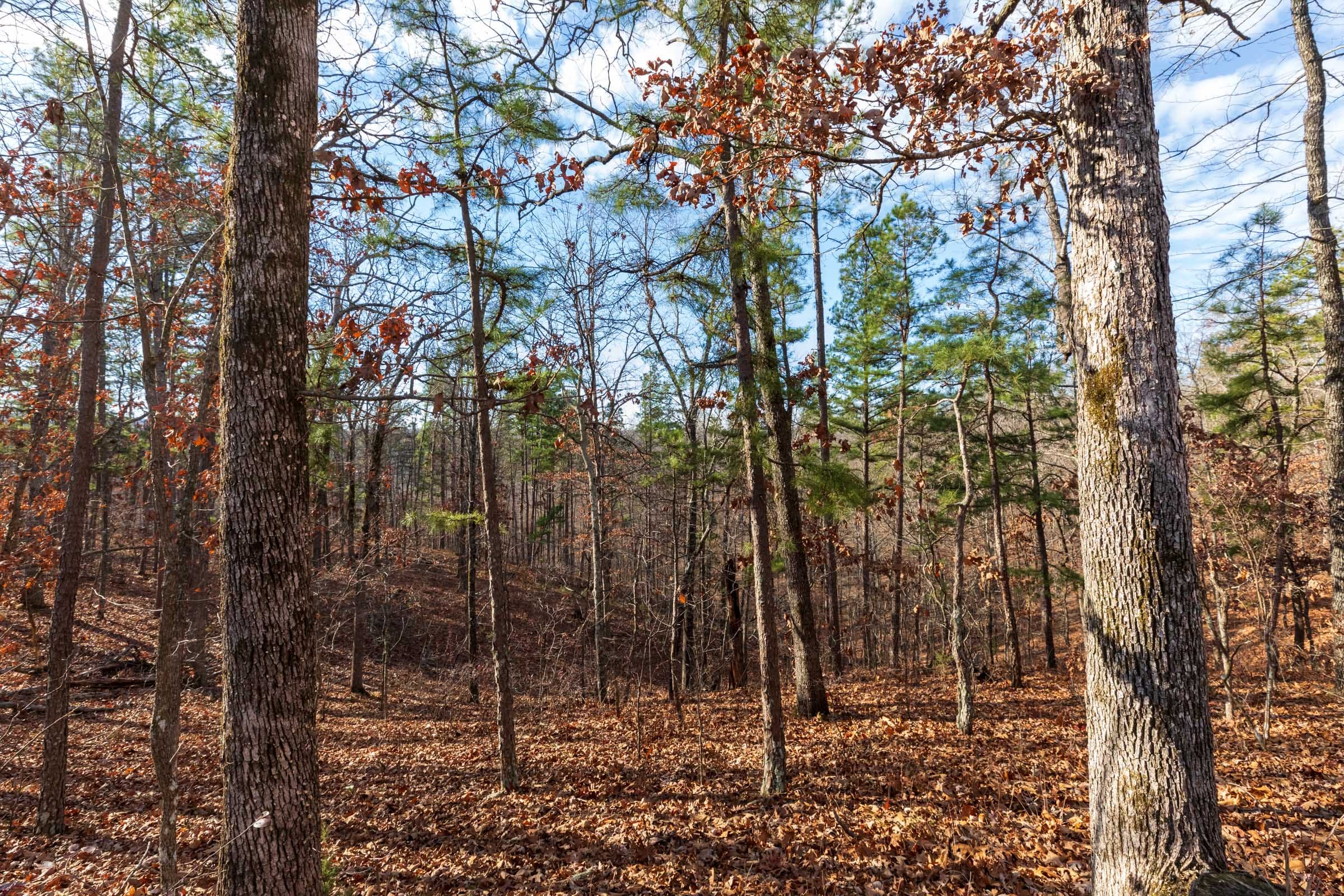 Cypress Ridge Tract 40 photo 10