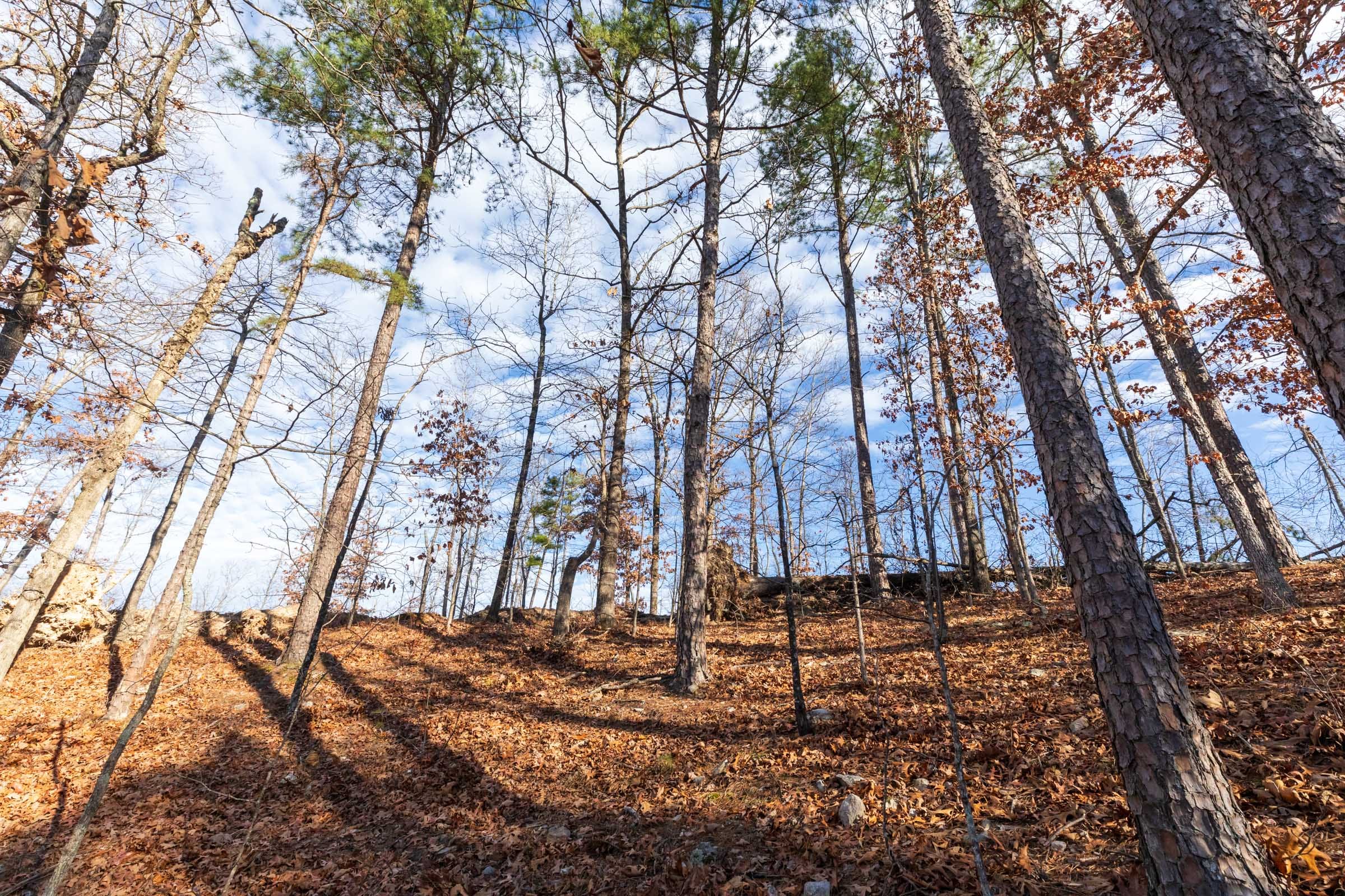 Cypress Ridge Tract 40 photo 8