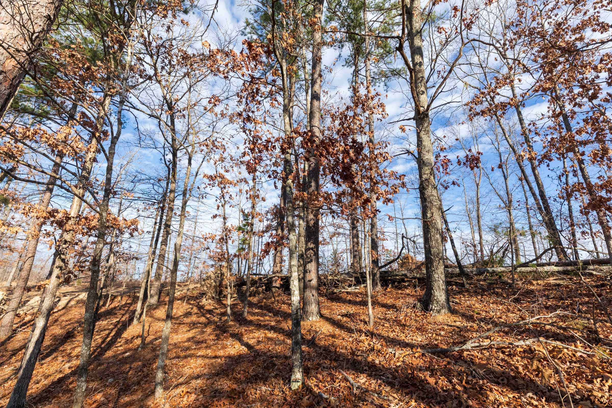 Cypress Ridge Tract 40 photo 4