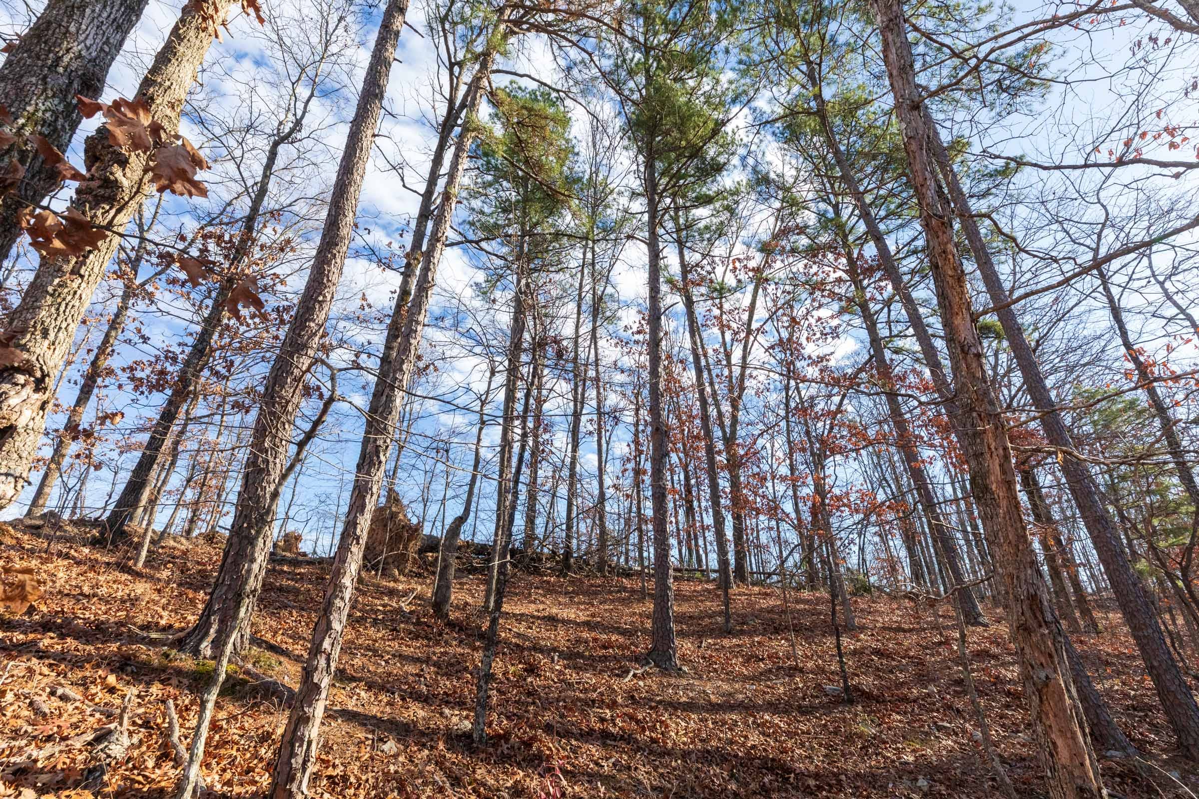 Cypress Ridge Tract 40 photo 6