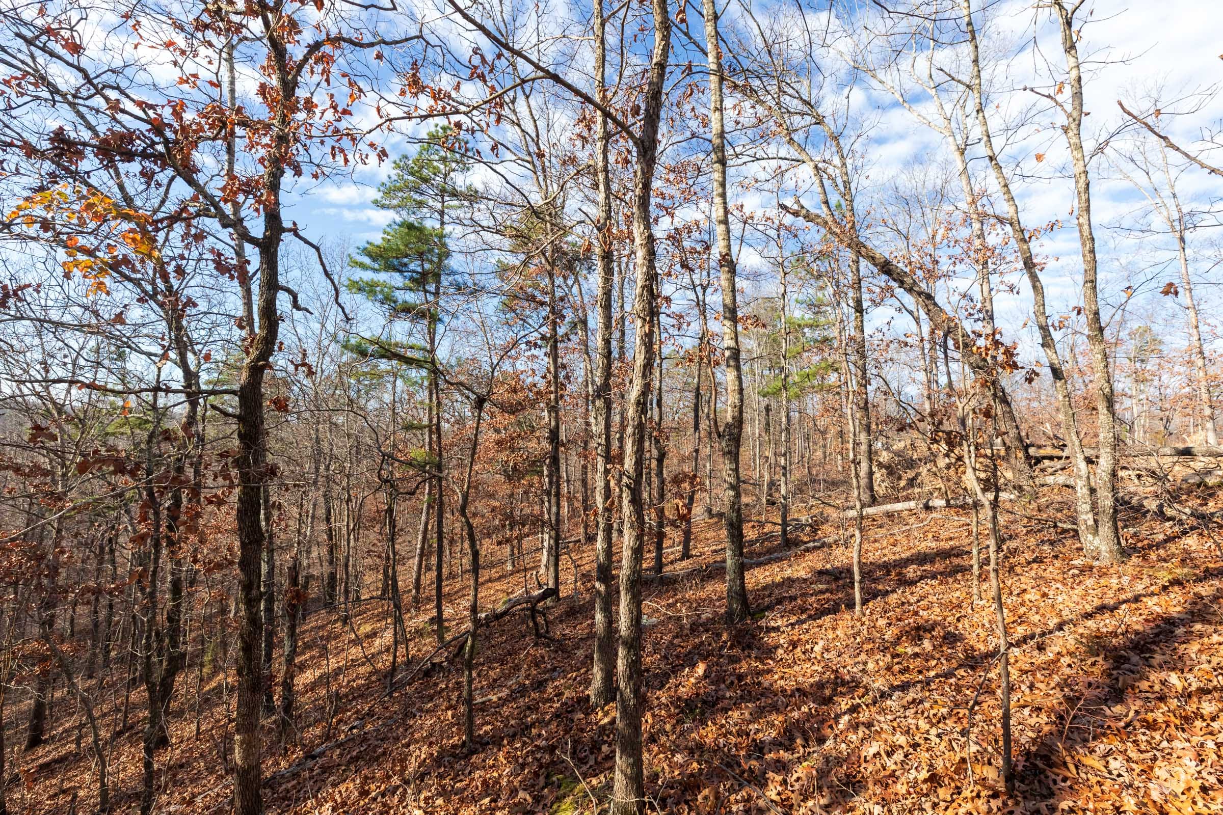 Cypress Ridge Tract 40 photo 5