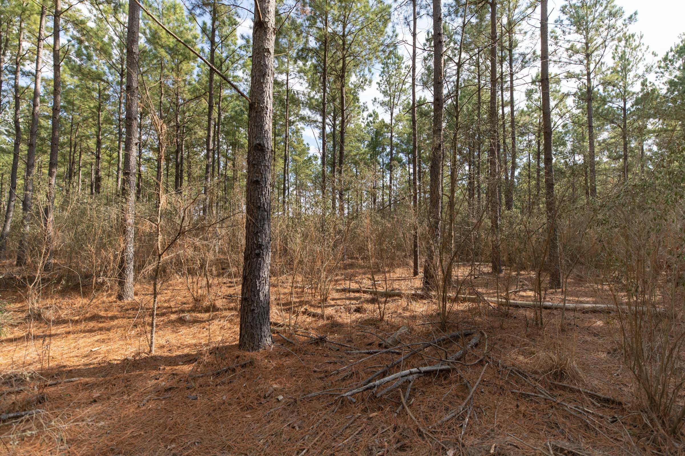 Wishing Star Ranch Tract 60 photo 3