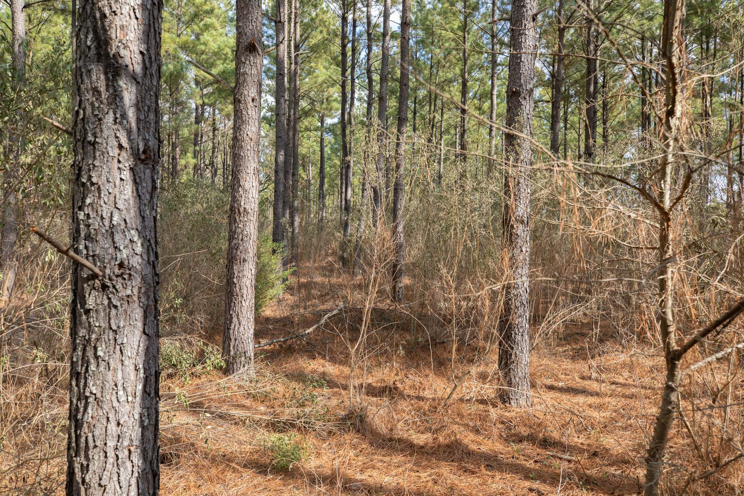 Wishing Star Ranch Tract 60 photo 4