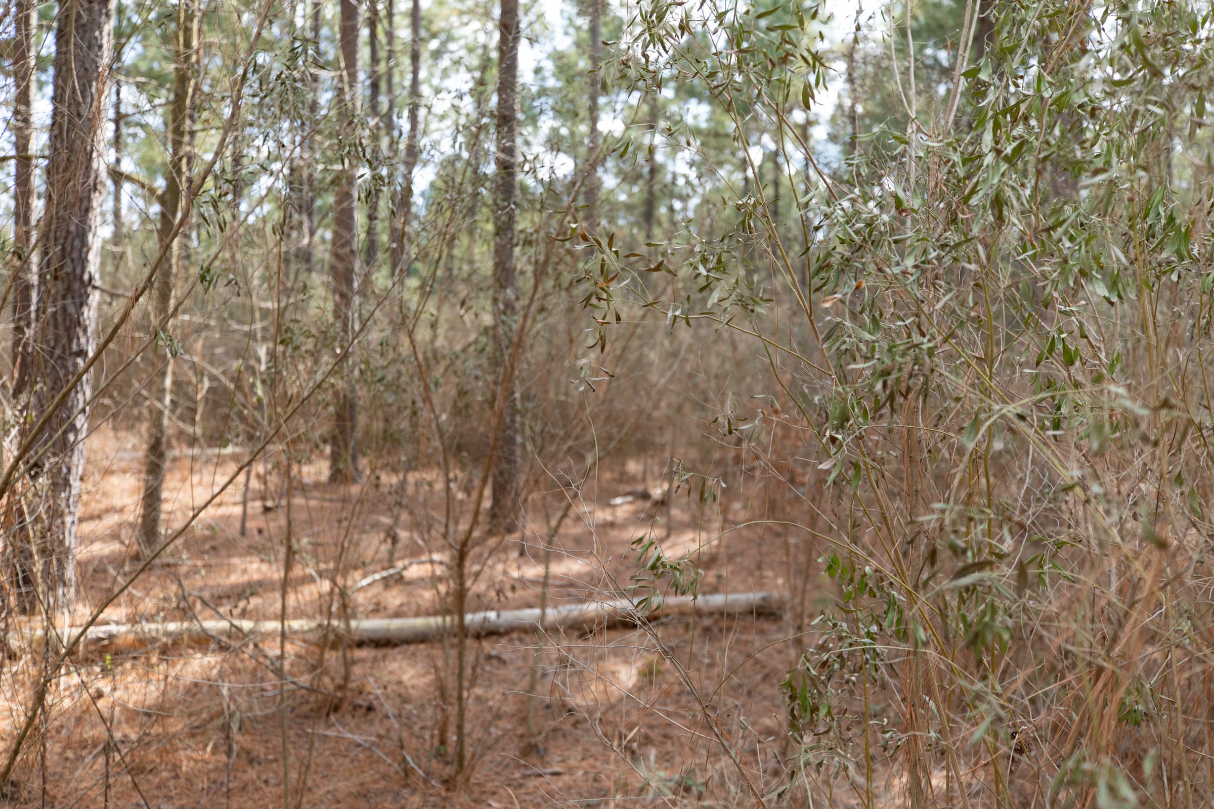 Wishing Star Ranch Tract 60 photo 5