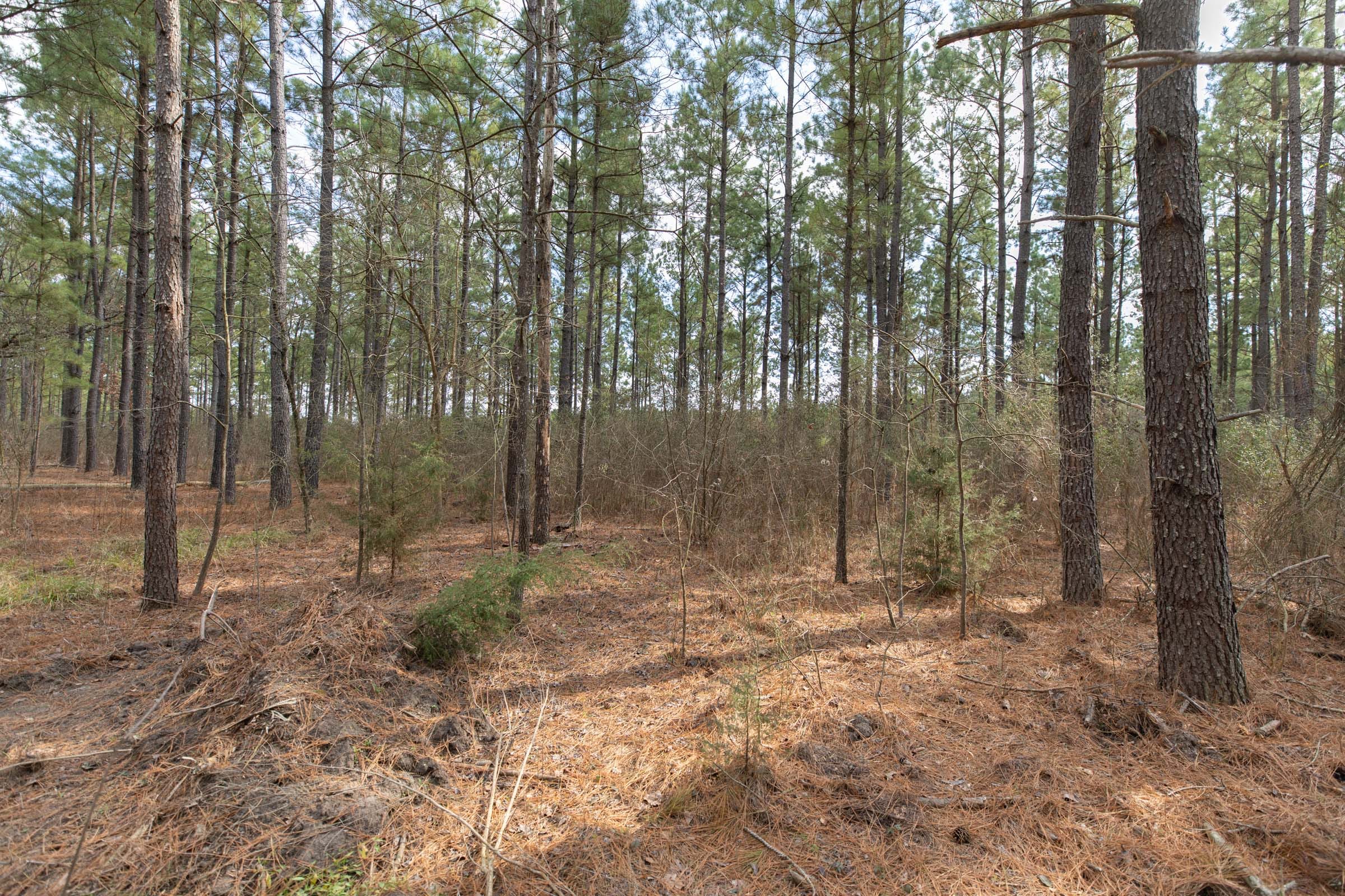 Wishing Star Ranch Tract 60 photo 7
