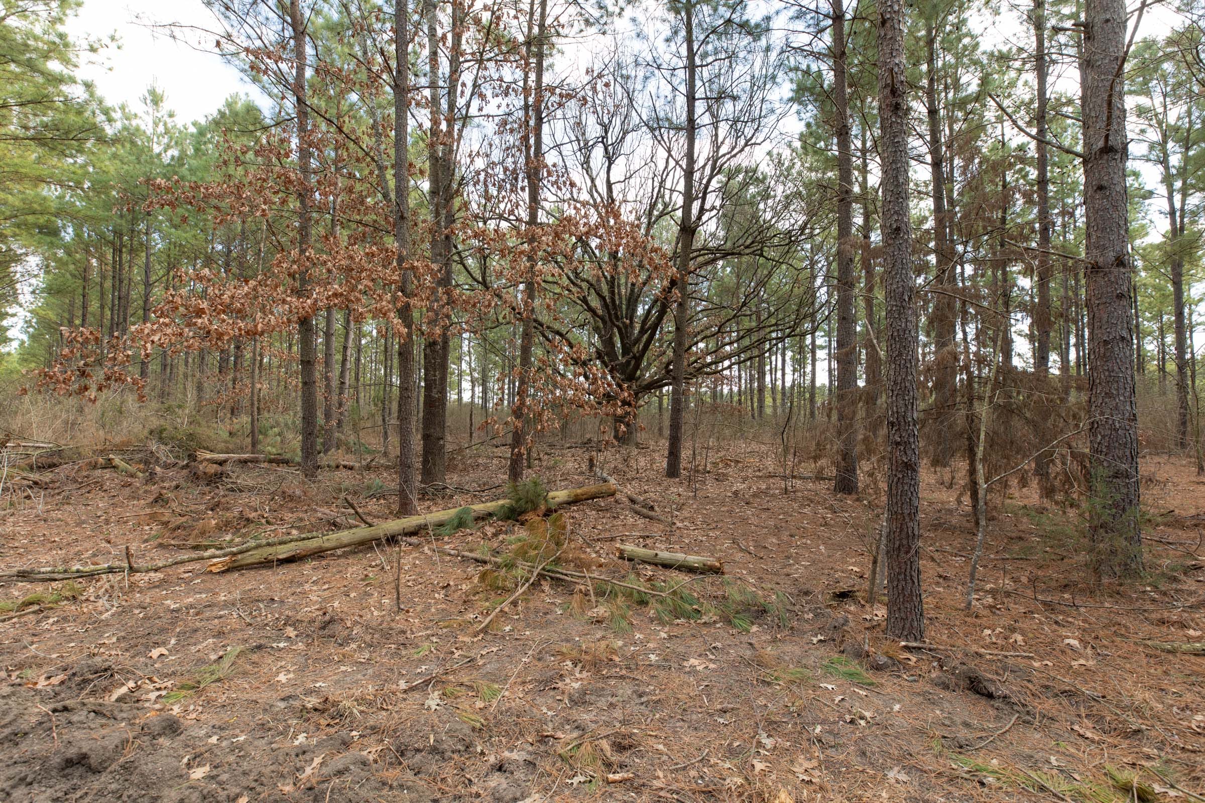 Wishing Star Ranch Tract 60 photo 9