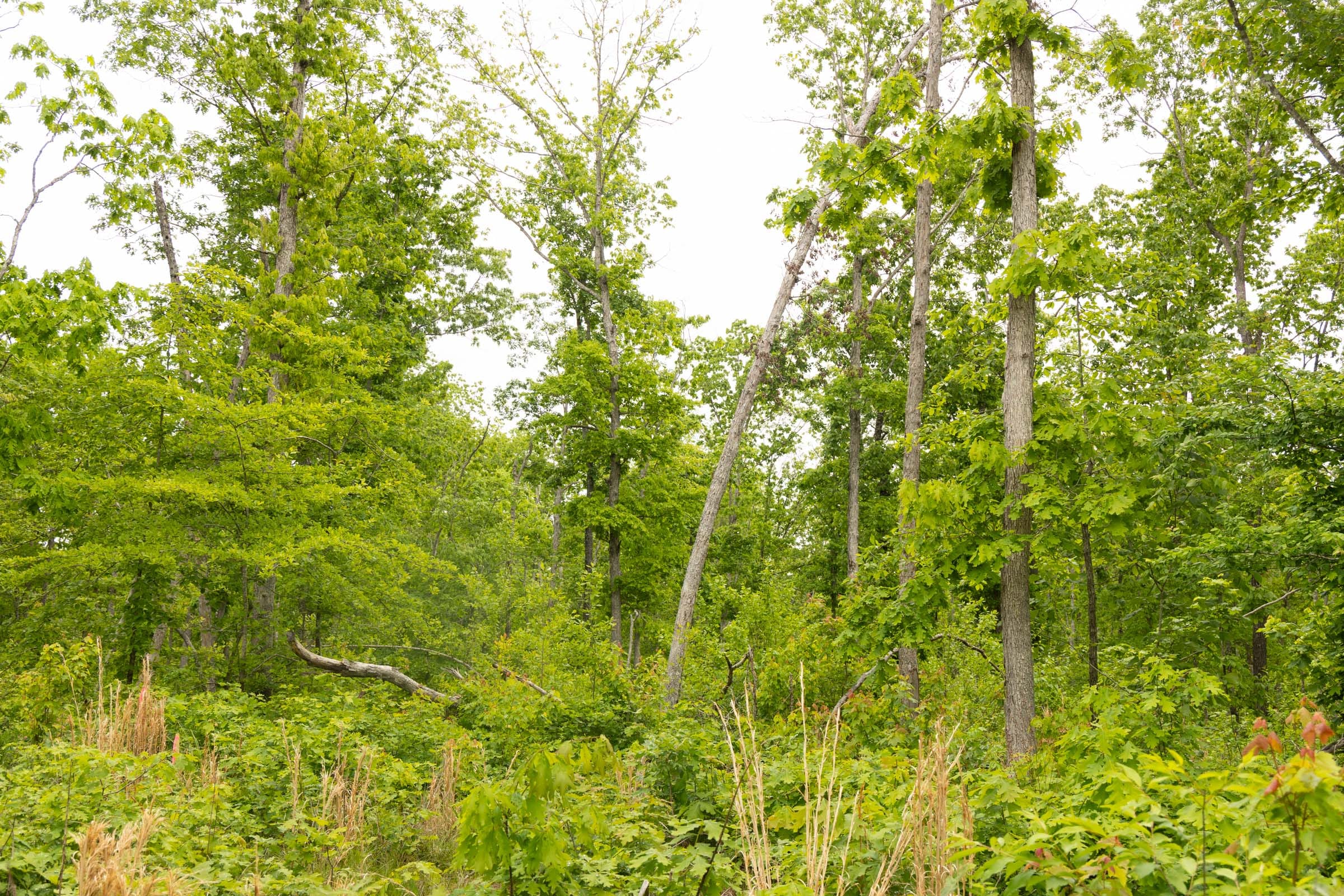 Stardust Estates Tract 21 photo 9
