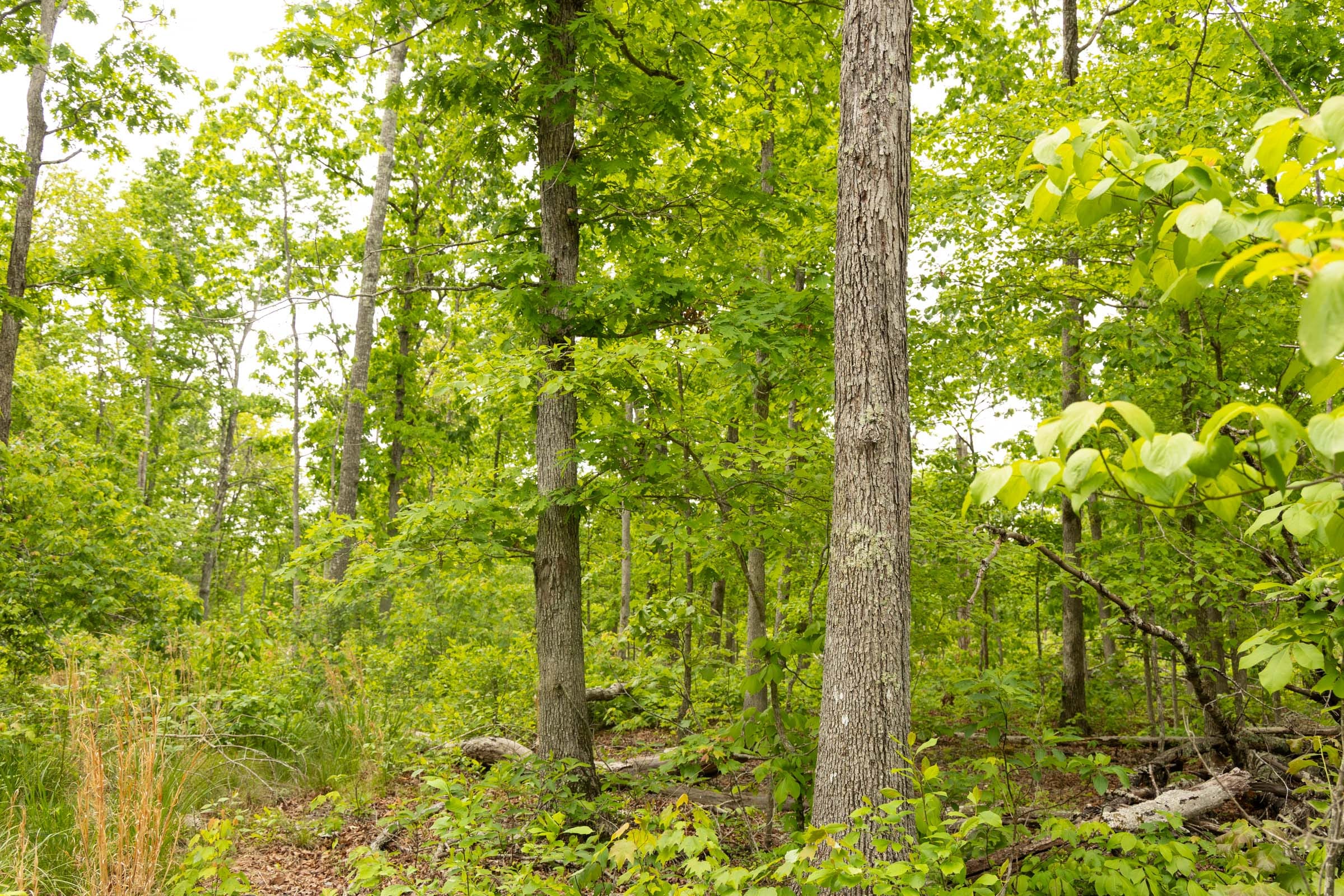 Stardust Estates Tract 21 photo 8