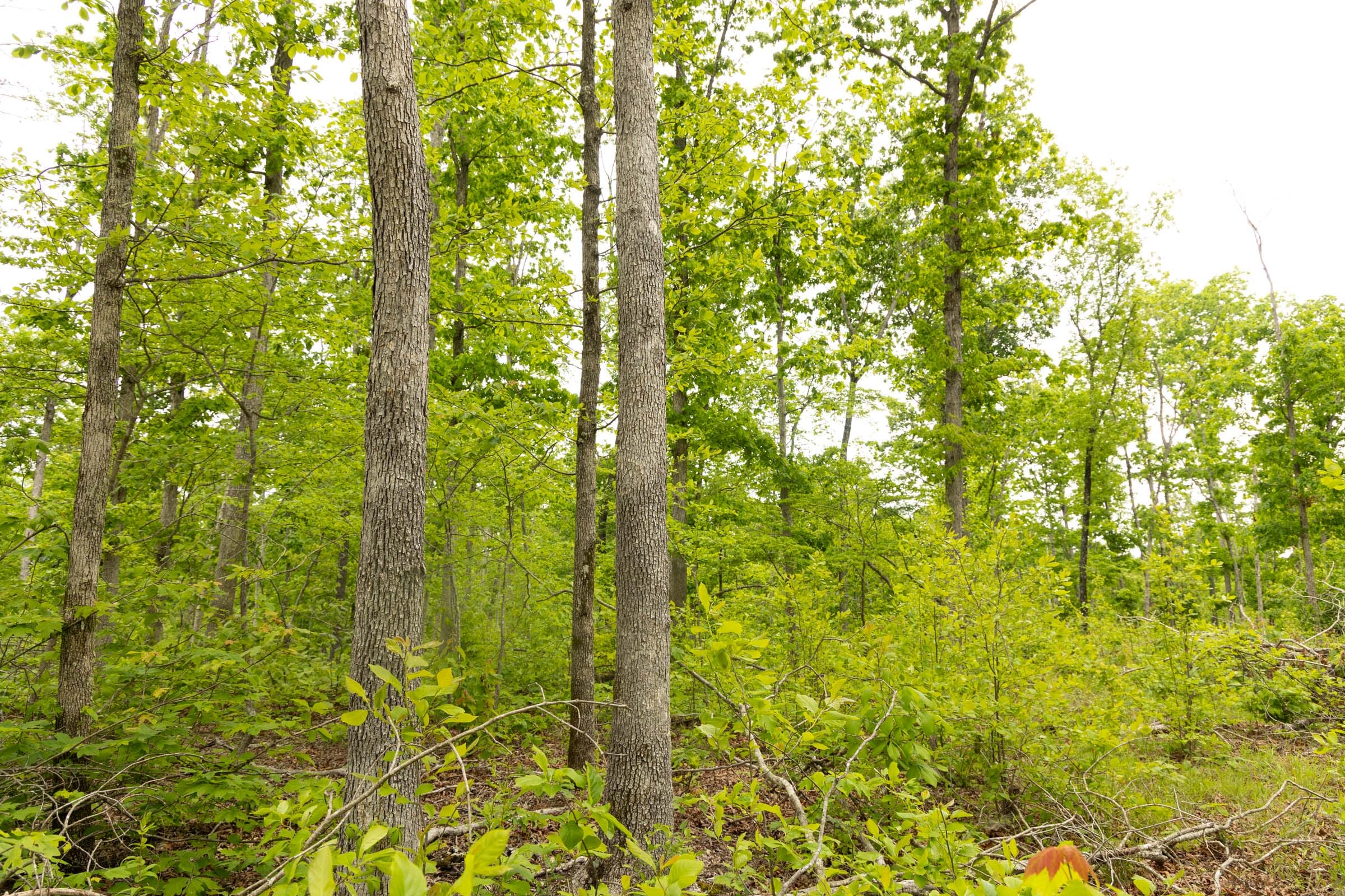 Stardust Estates Tract 21 photo 3