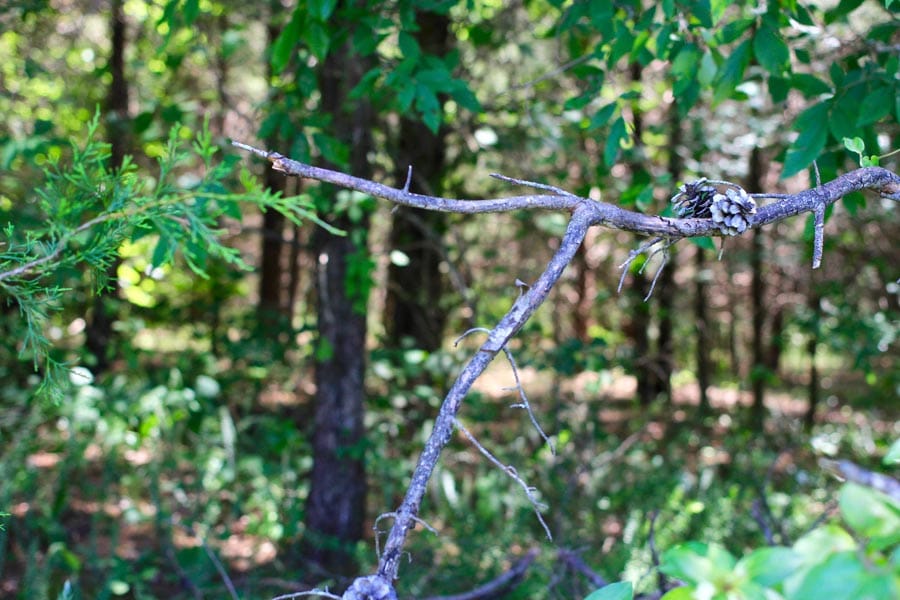 Hickory Hill Ranch Tract 6 photo 3