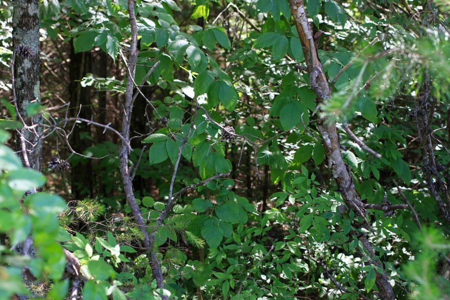 Hickory Hill Ranch Tract 6 photo 4