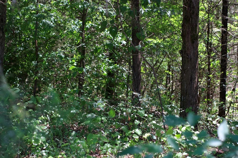 Hickory Hill Ranch Tract 6 photo 5