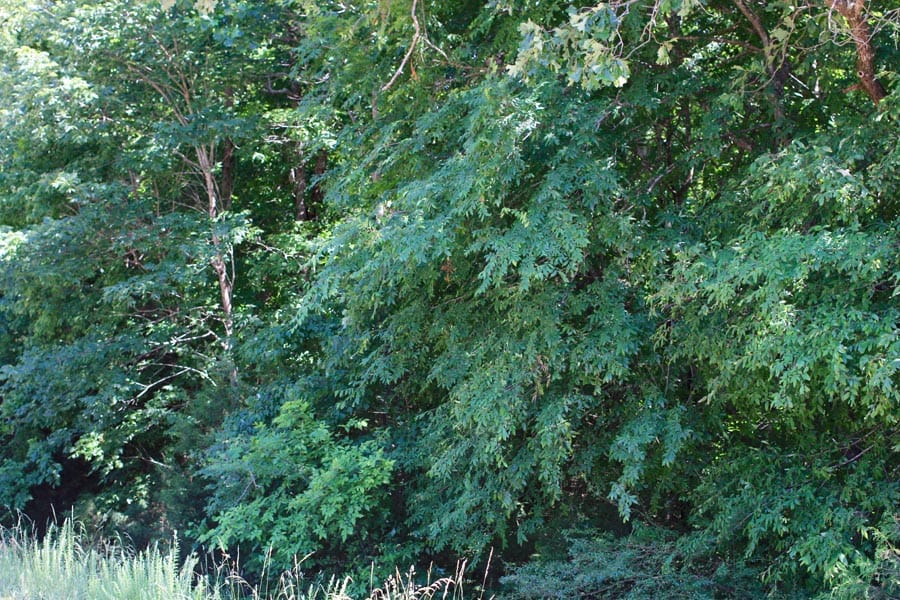 Hickory Hill Ranch Tract 6 photo 9