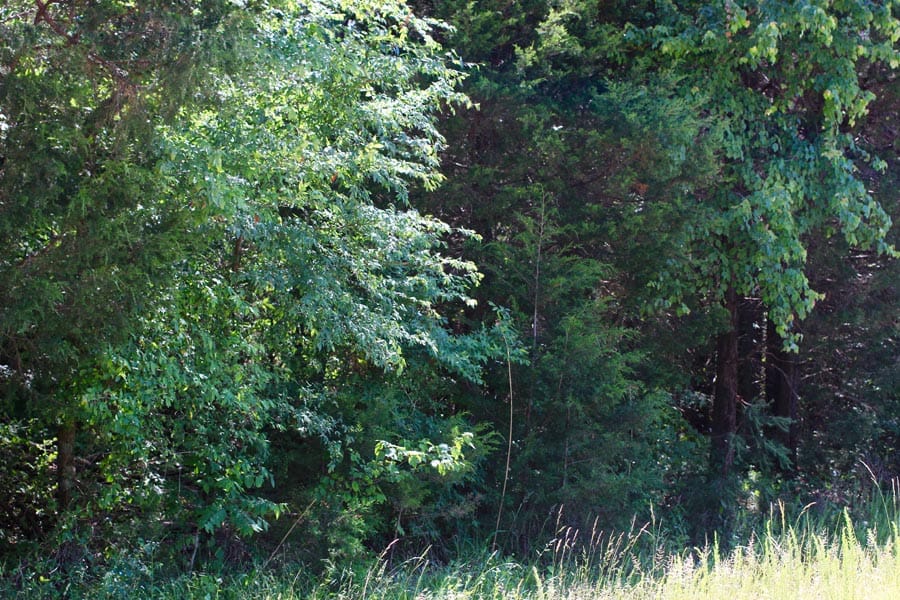 Hickory Hill Ranch Tract 6 photo 10