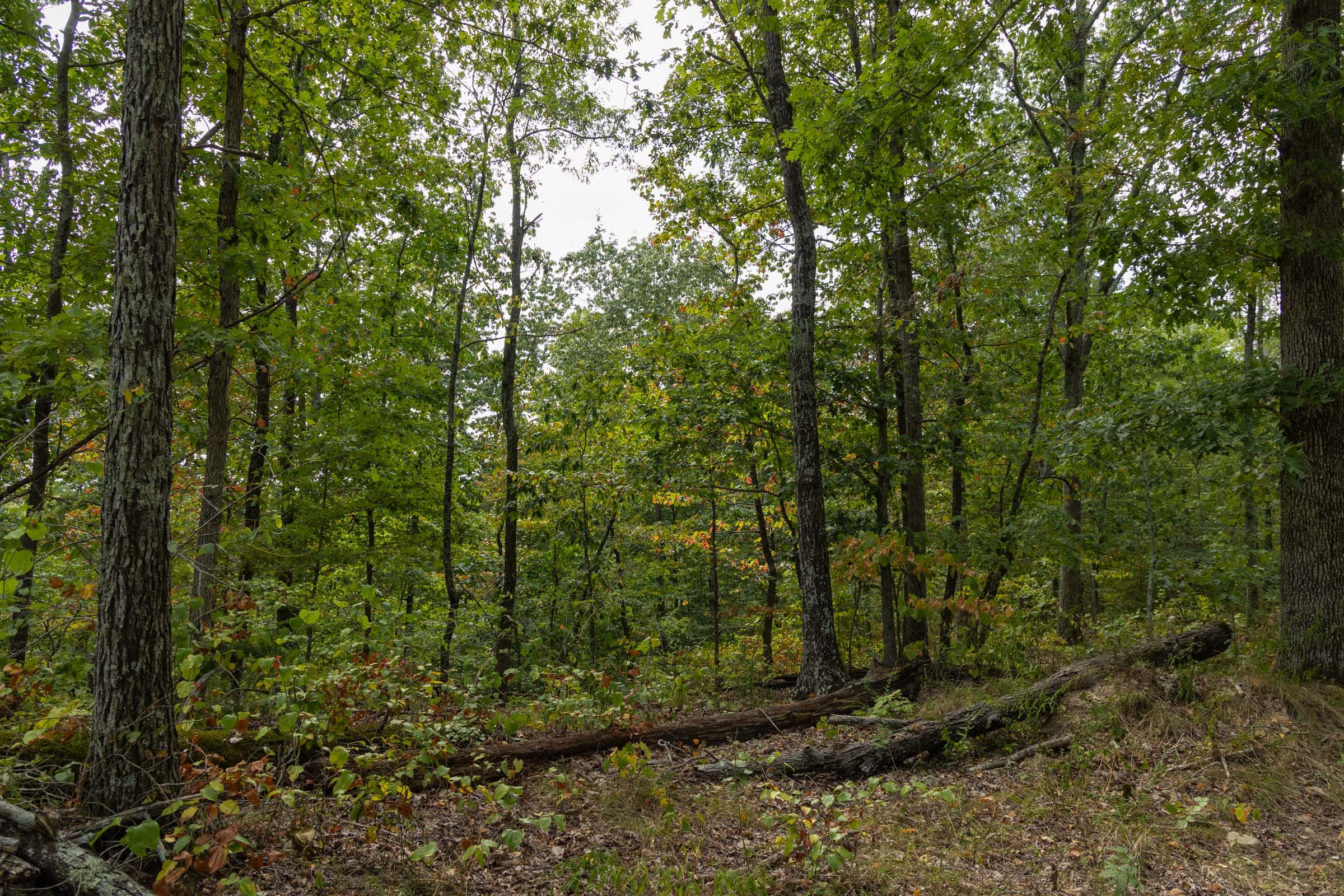 Big White Oak Tract 146 photo 11