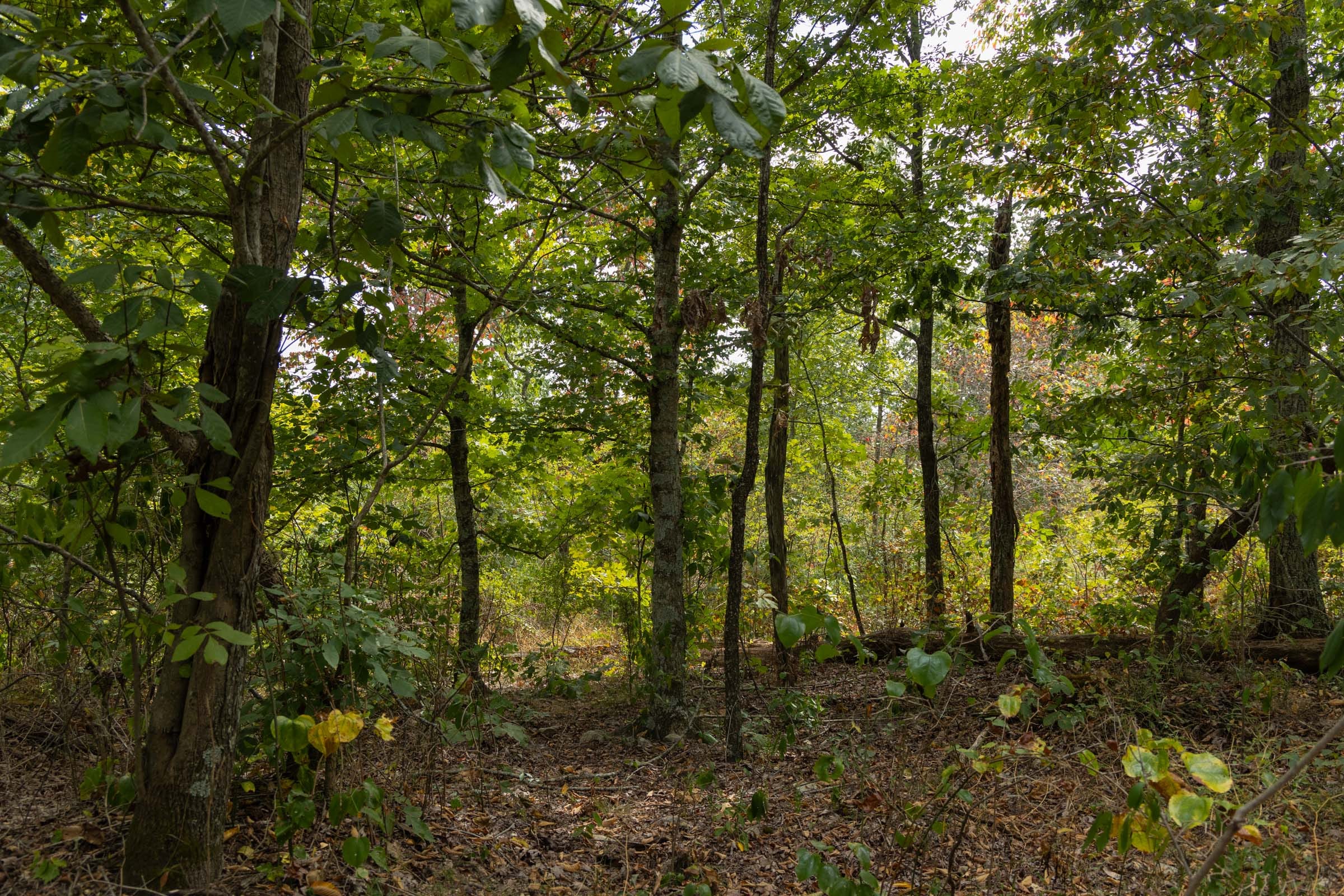 Big White Oak Tract 146 photo 9
