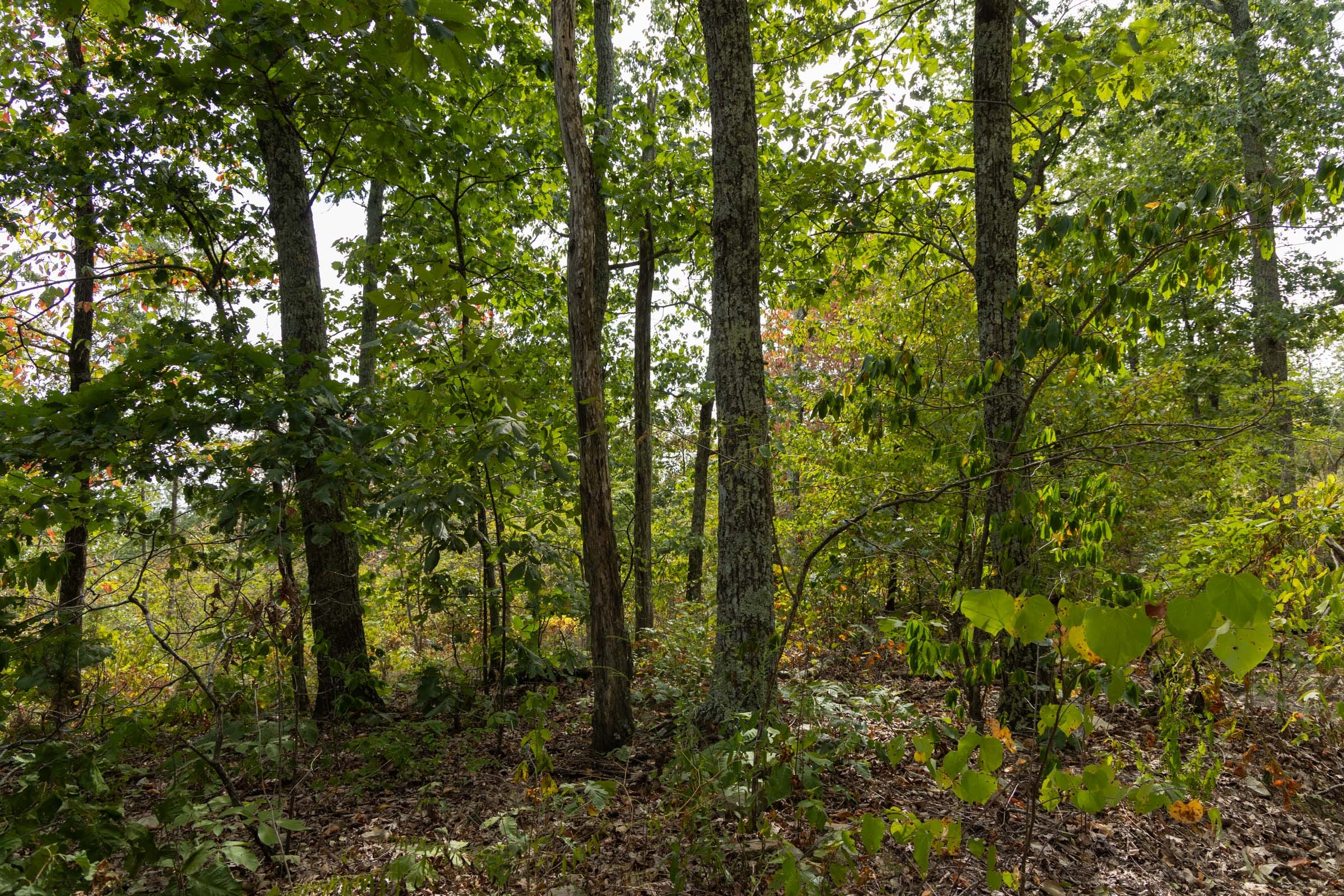 Big White Oak Tract 146 photo 8