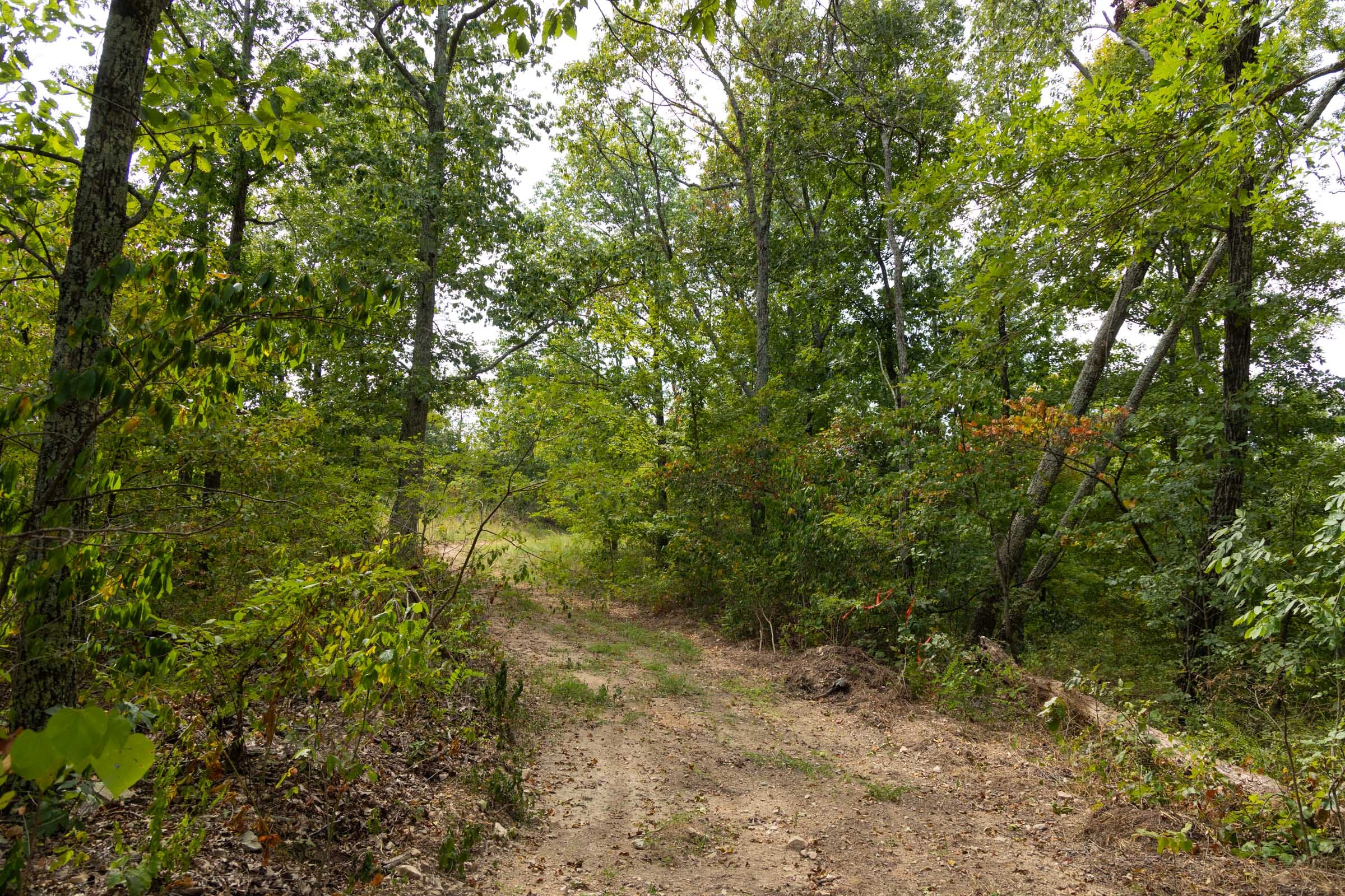 Big White Oak Tract 146 photo 7