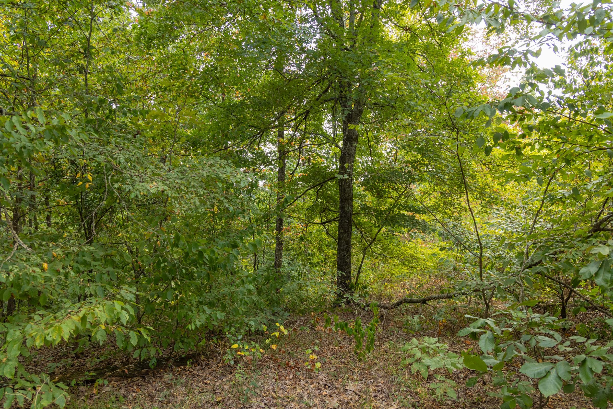 Big White Oak Tract 146 photo 6
