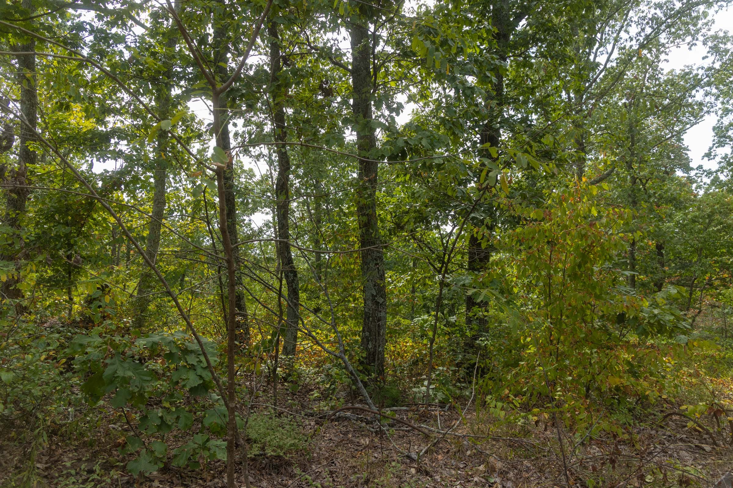 Big White Oak Tract 149 photo 10