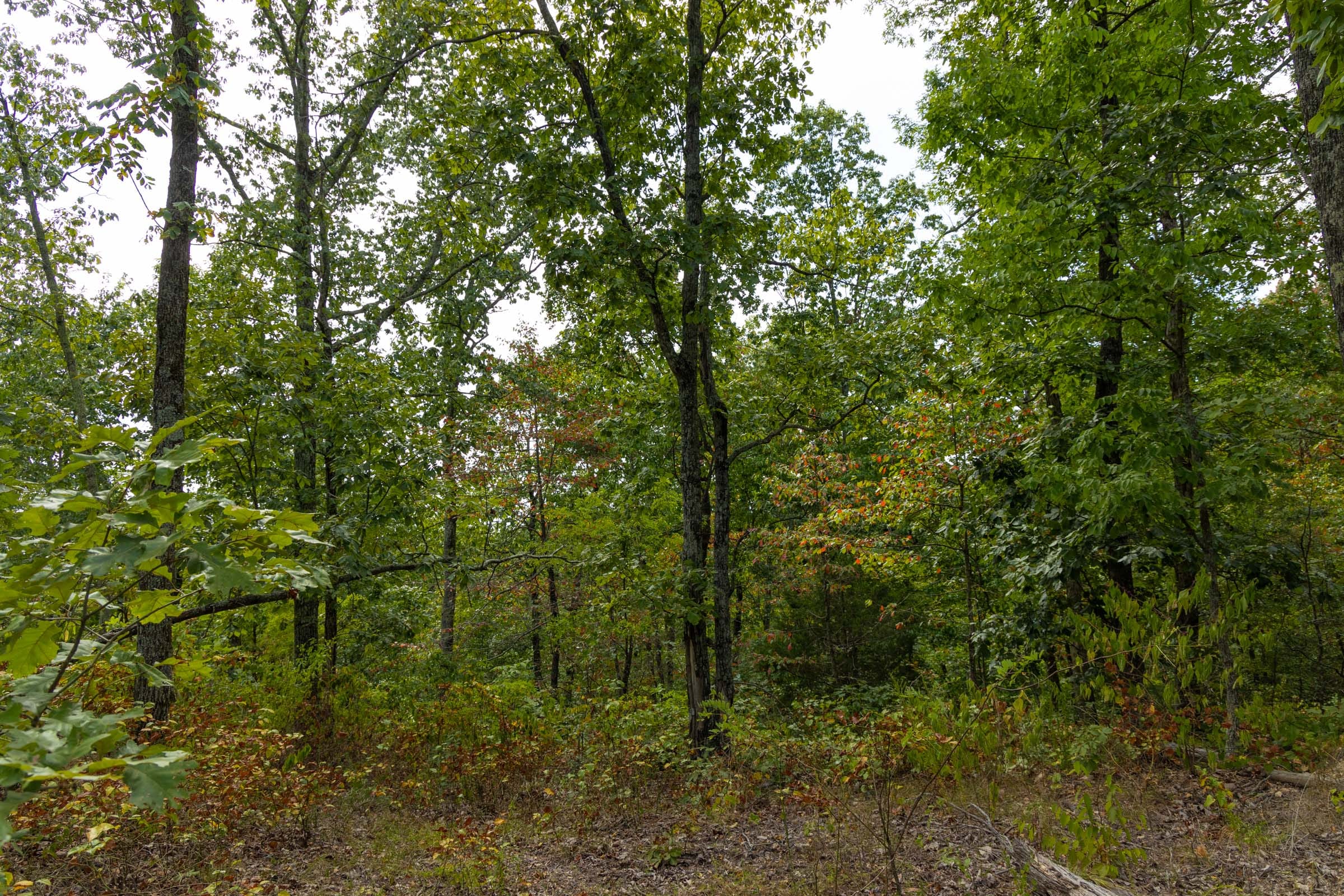 Big White Oak Tract 146 photo 4