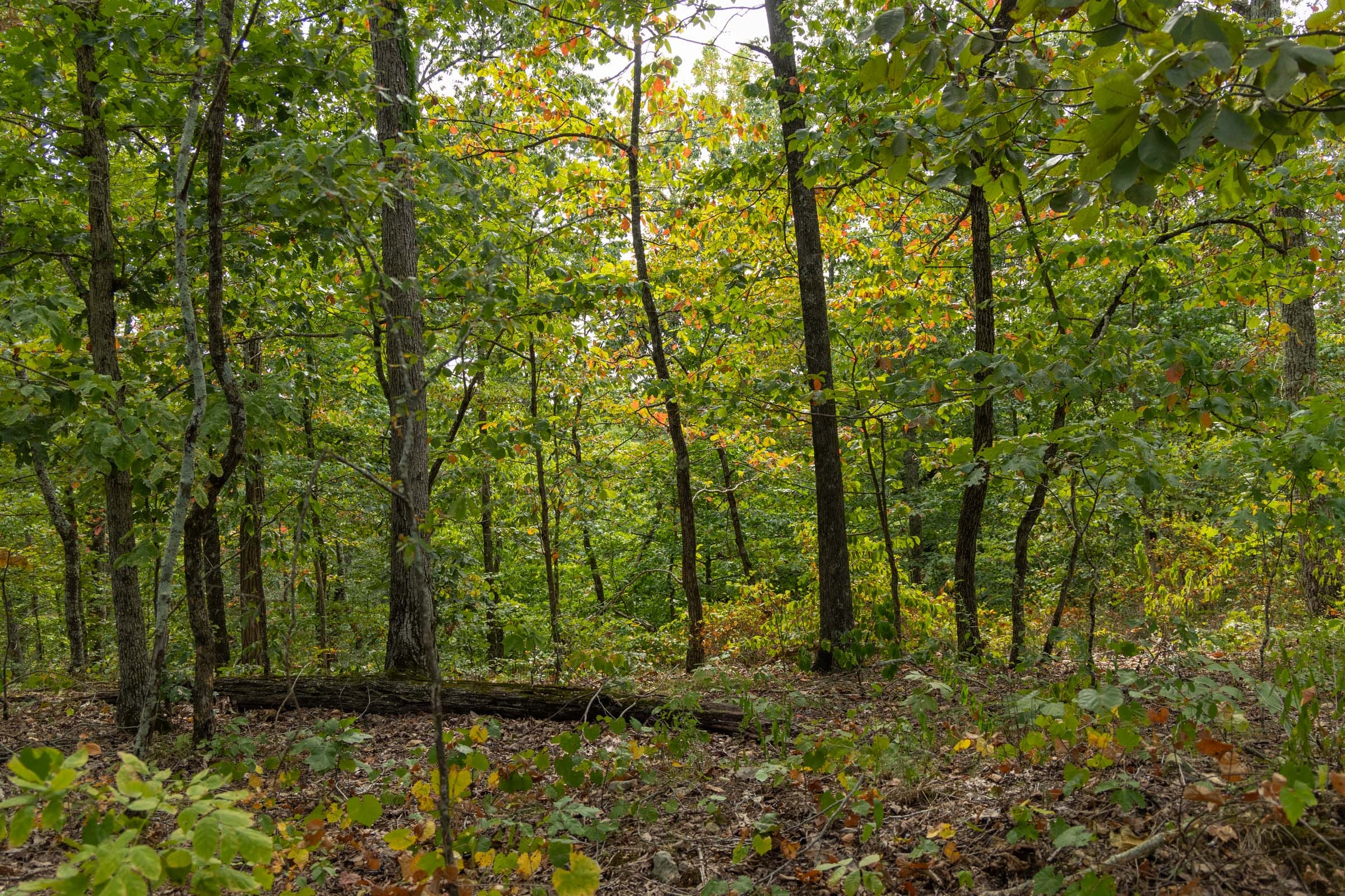 Big White Oak Tract 146 photo 3