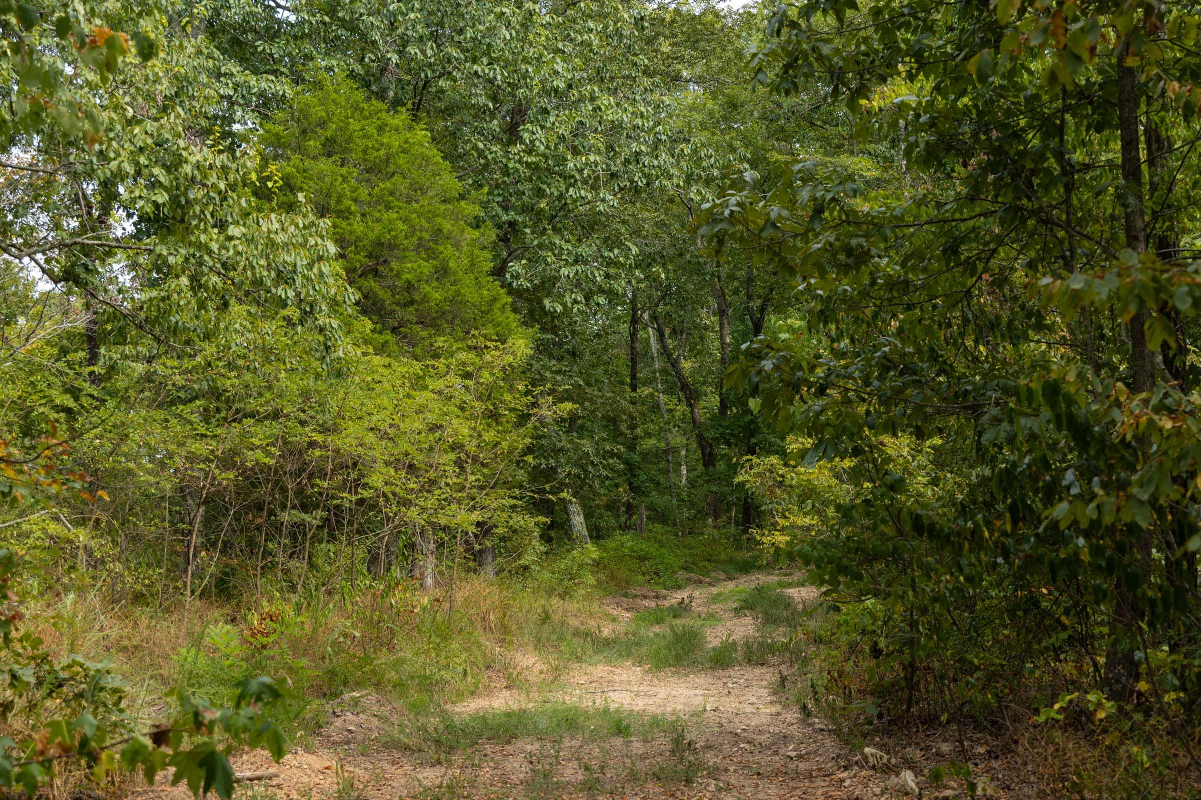Big White Oak Tract 146 photo 2