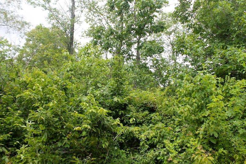Green Mountain Ranch Tract 49 photo 2