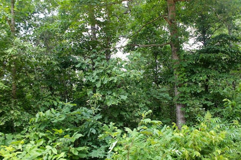 Green Mountain Ranch Tract 49 photo 3