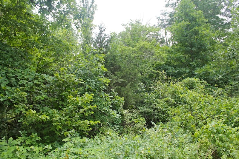 Green Mountain Ranch Tract 49 photo 4