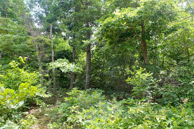 Green Mountain Ranch Tract 49 photo 5