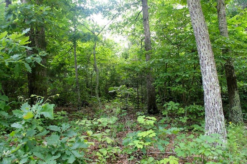 Green Mountain Ranch Tract 49 photo 6