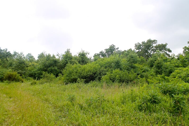 Green Mountain Ranch Tract 49 photo 8
