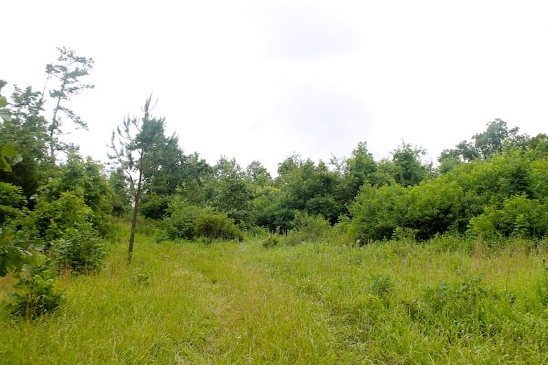 Green Mountain Ranch Tract 49 photo 9