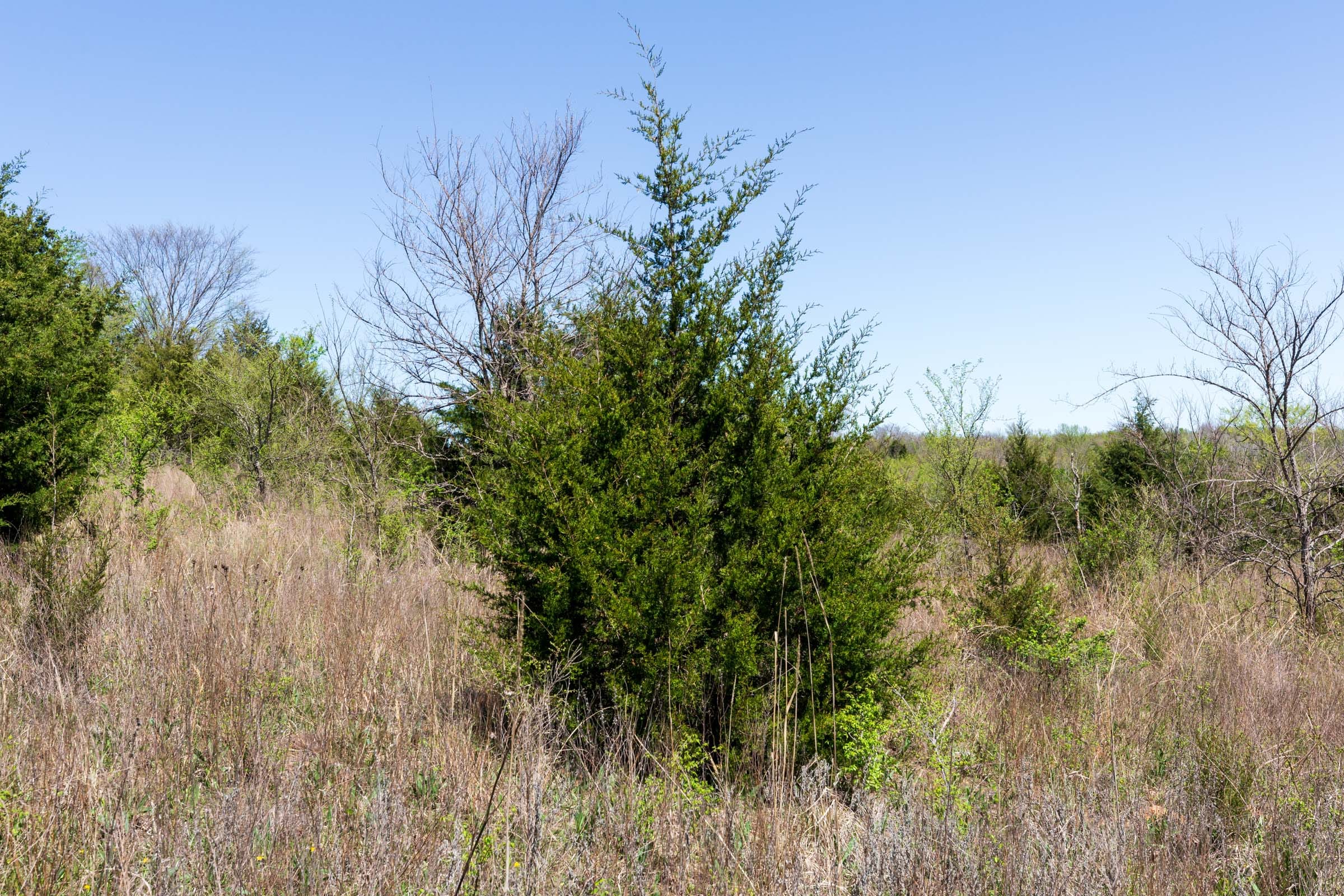 Prairie Grove Tract 16 photo 5