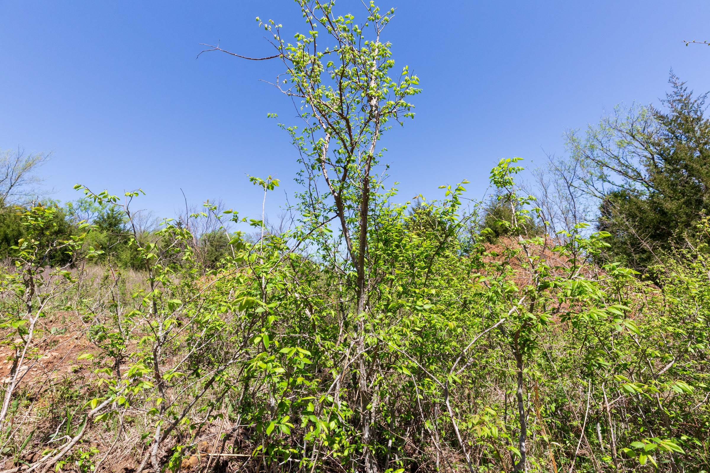 Prairie Grove Tract 16 photo 3