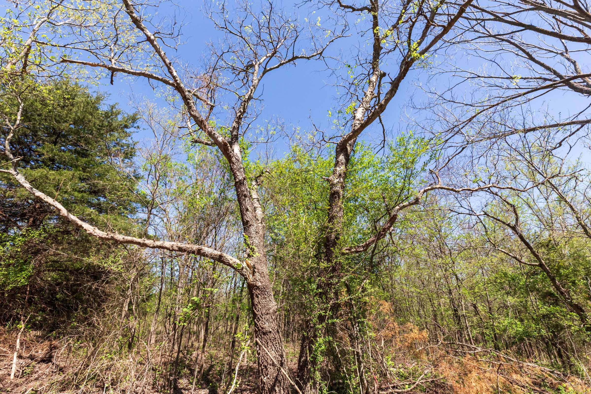 Prairie Grove Tract 16 photo 9