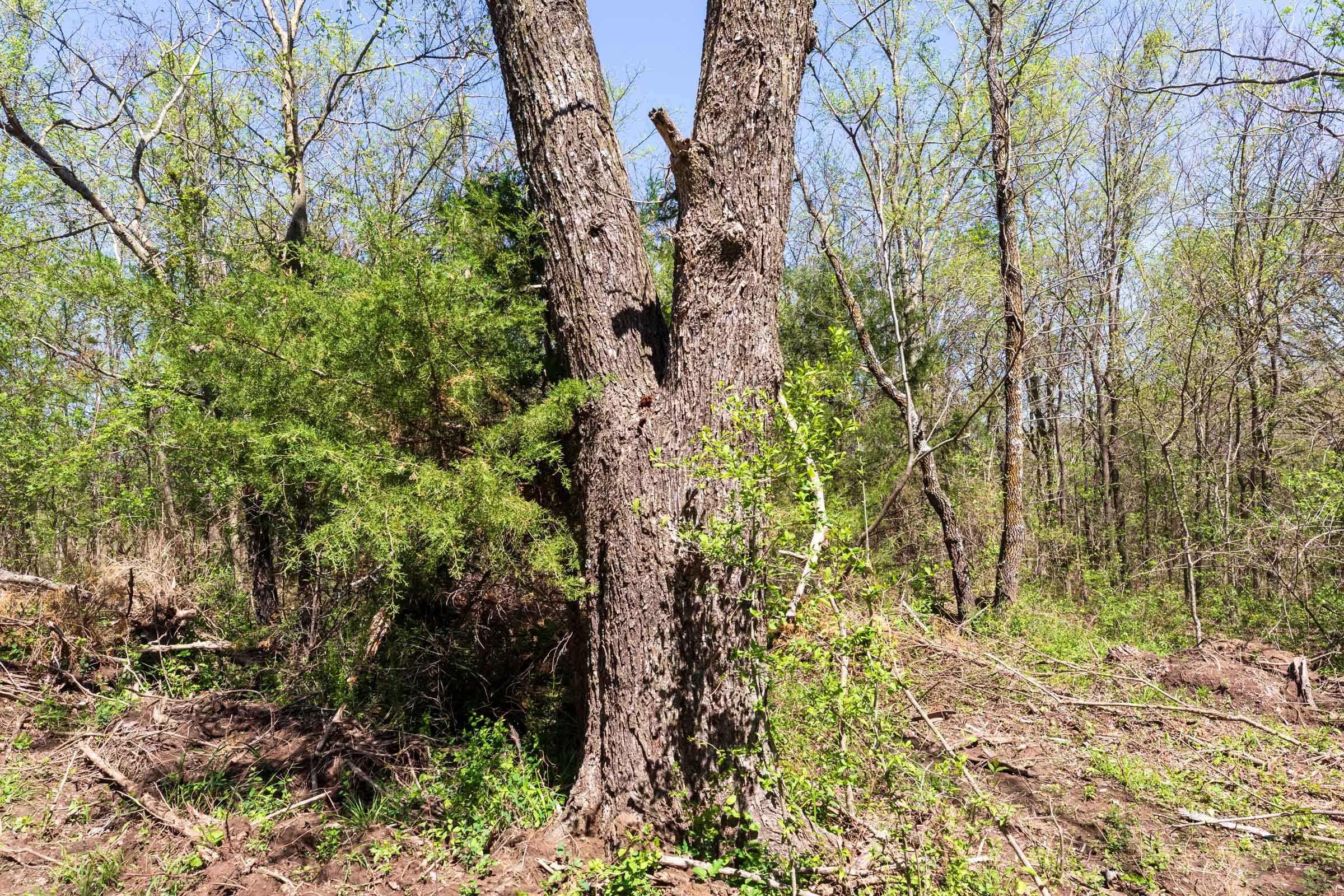 Prairie Grove Tract 16 photo 7