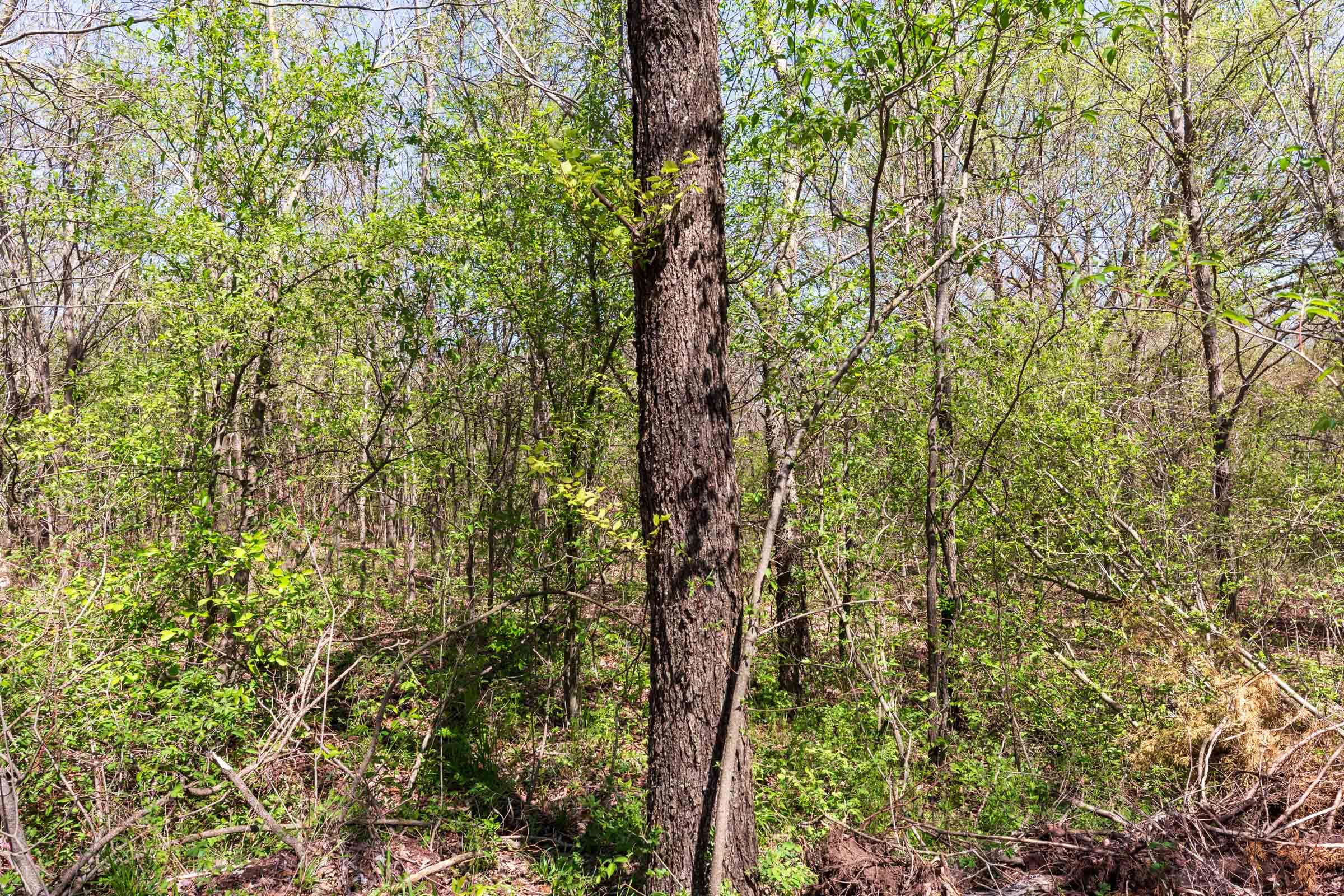 Prairie Grove Tract 16 photo 14