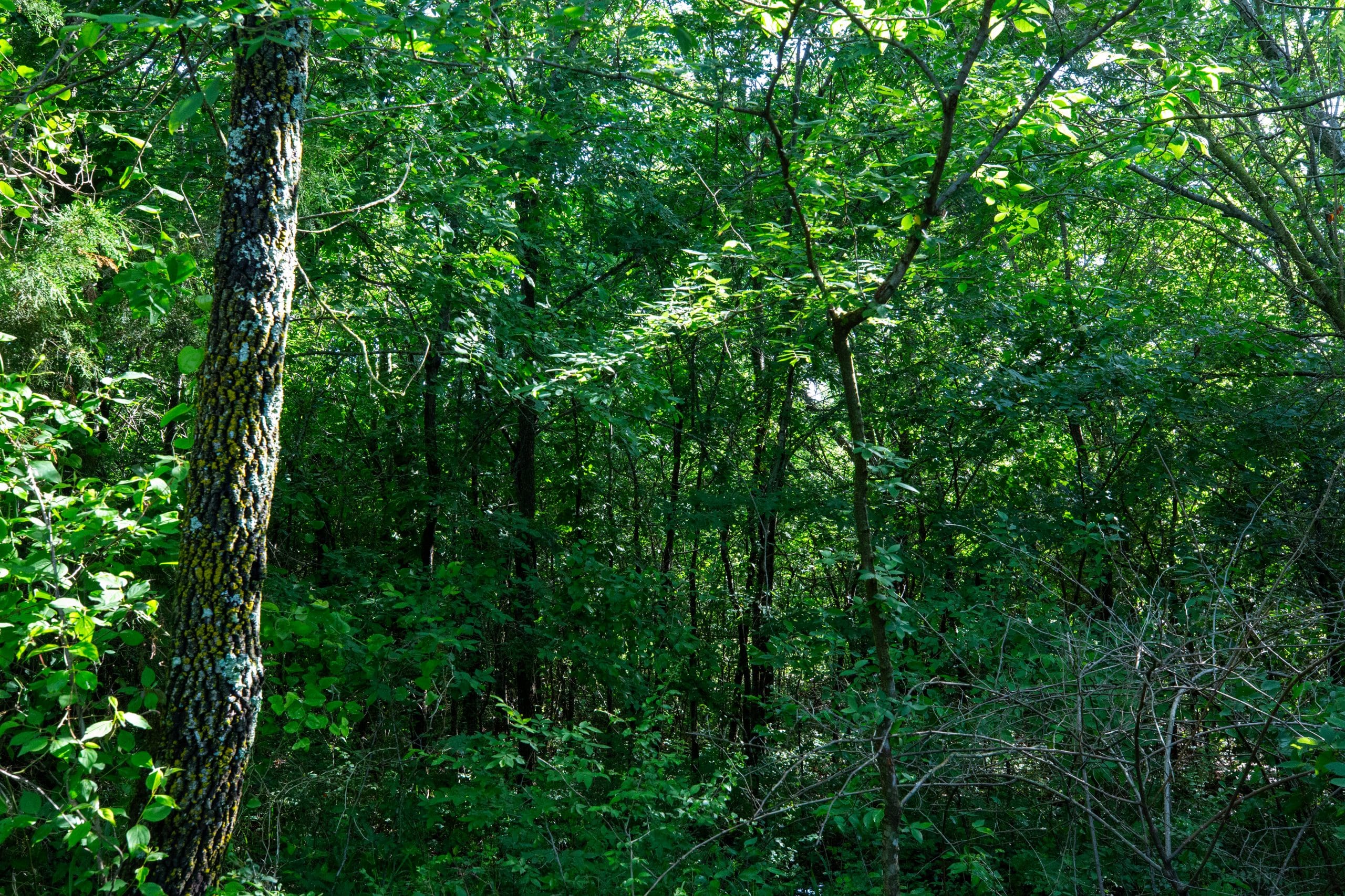 Prairie Grove Tract 16 photo 6