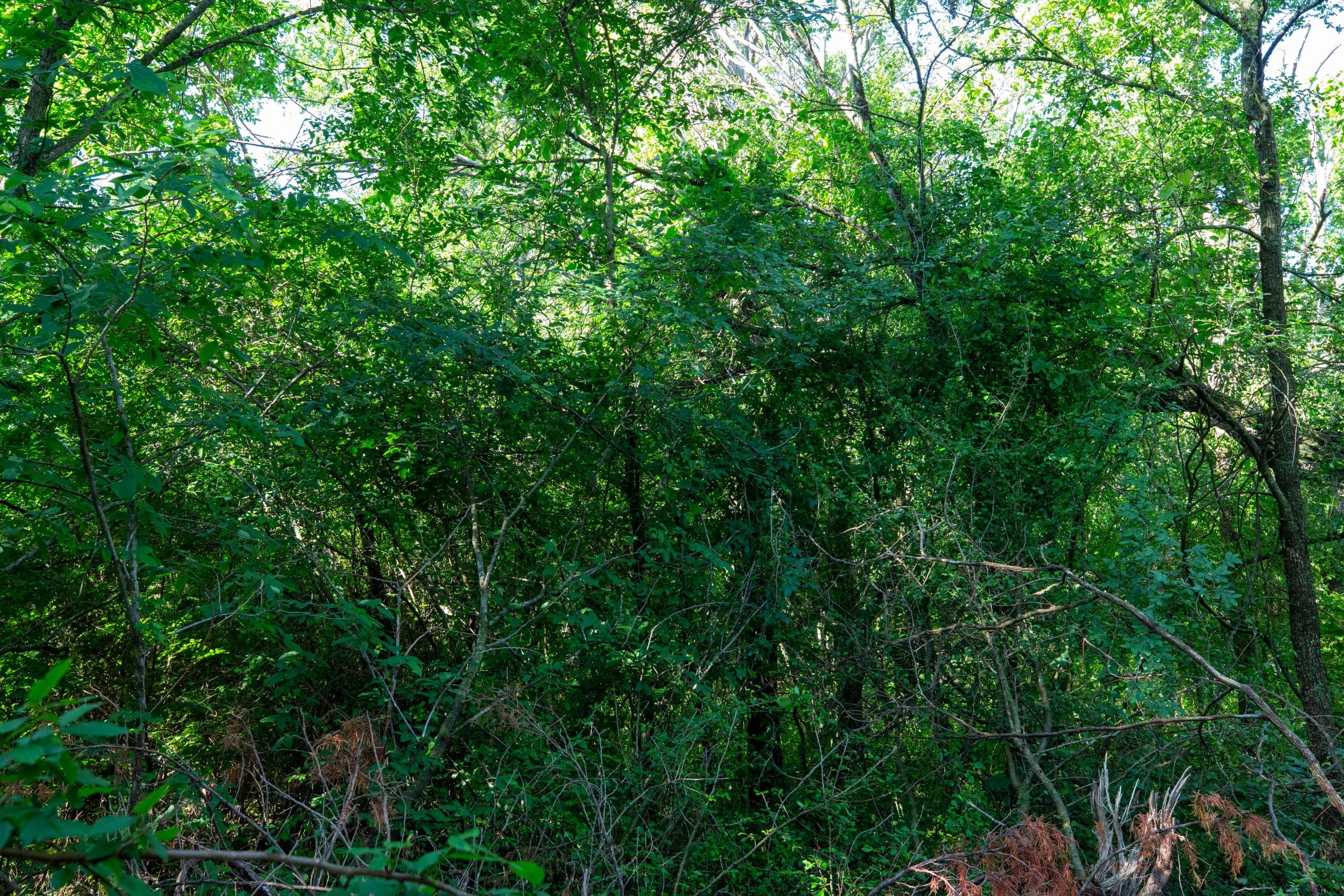 Prairie Grove Tract 16 photo 4