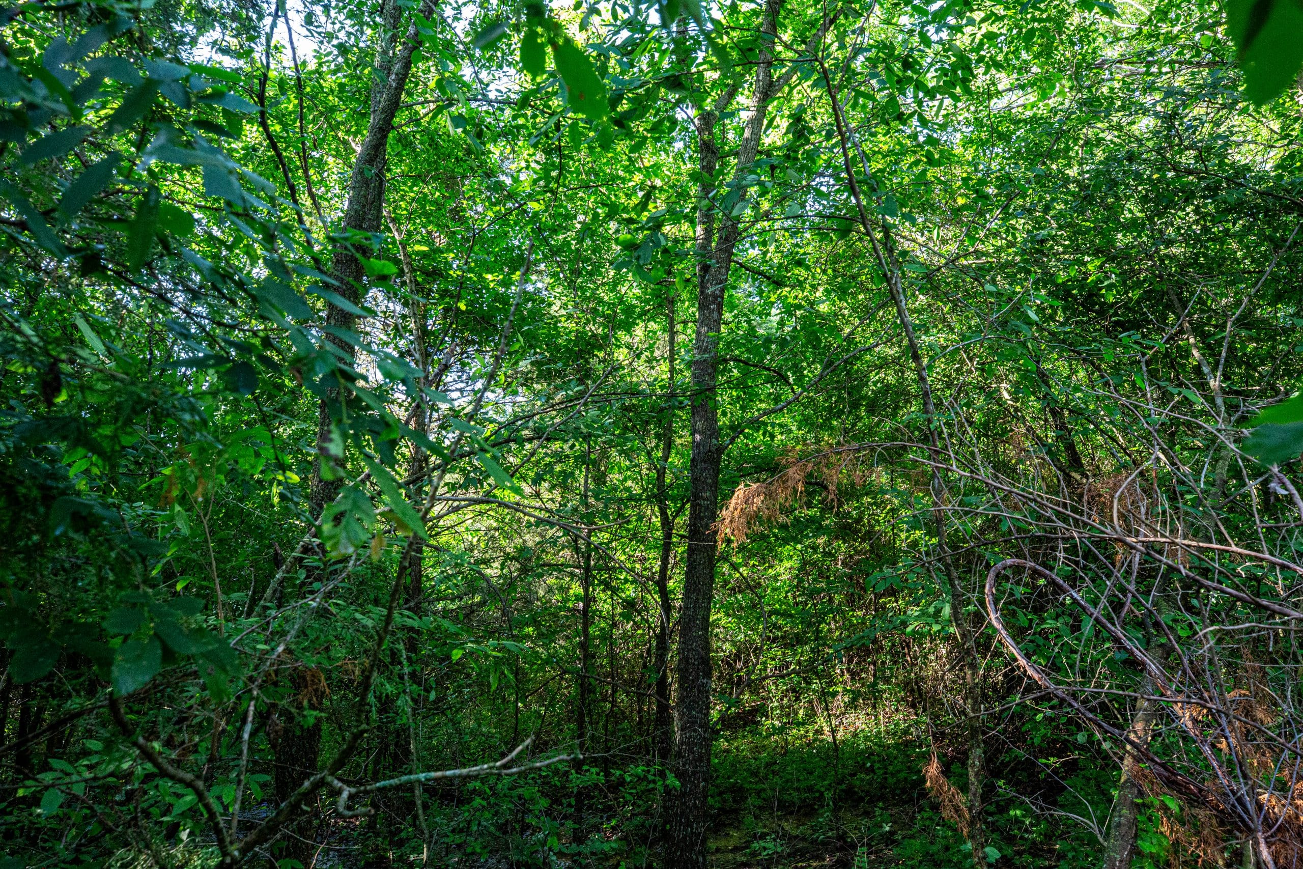 Prairie Grove Tract 16 photo 12