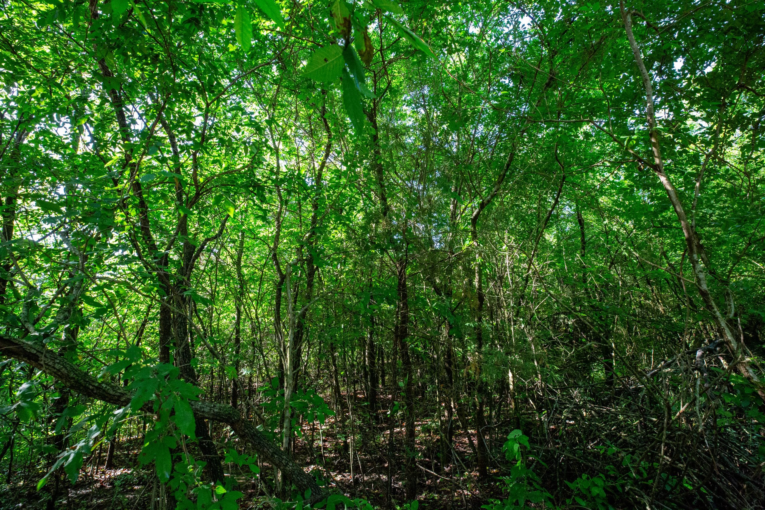 Prairie Grove Tract 16 photo 15
