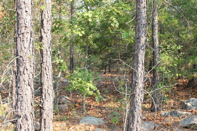 Lake View Ranch Tract 21 photo 6
