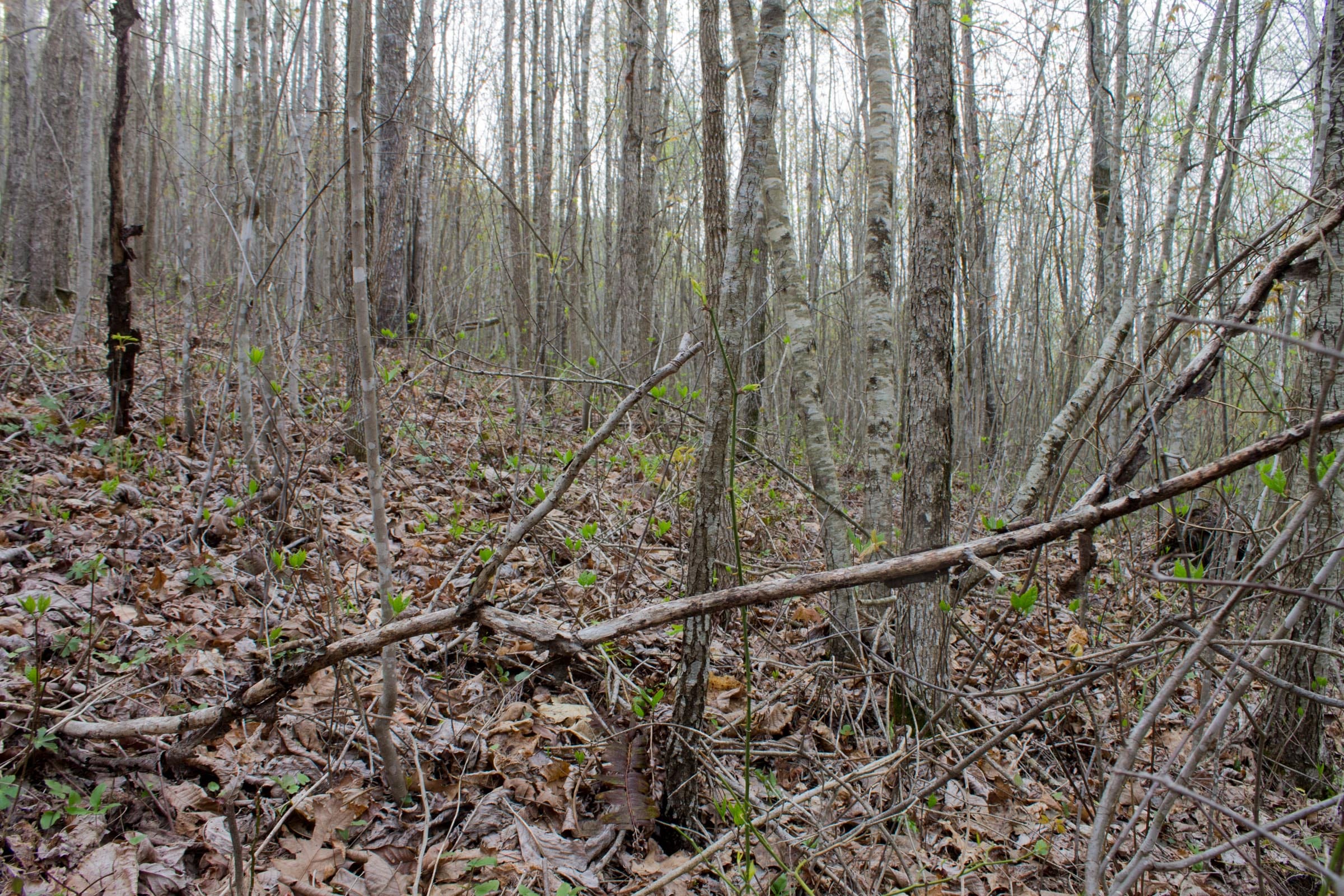 Hidden Hills Tract 50 photo 3